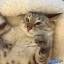 Японский косоглазый кот стал очередной сенсацией в интернете. 4