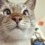 Японский косоглазый кот стал очередной сенсацией в интернете. 3