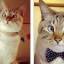 Японский косоглазый кот стал очередной сенсацией в интернете. 6