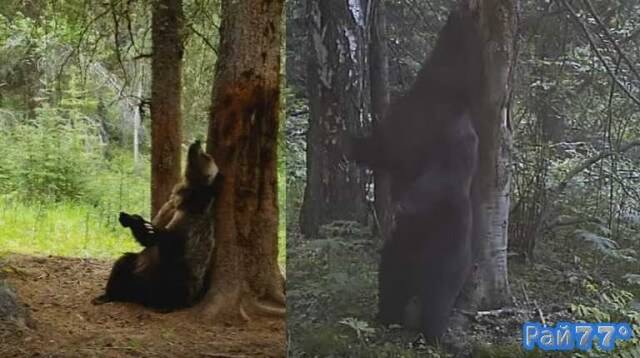 Танцующий «тверк» медведь, стал новым героем сериала BBC «Планета Земля II» (Planet Earth II)