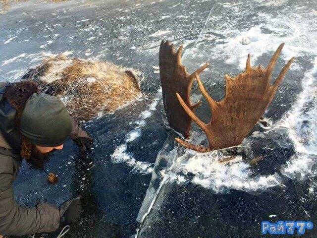 Два лося вмёрзли в лёд во время противостояния друг с другом на Аляске 0