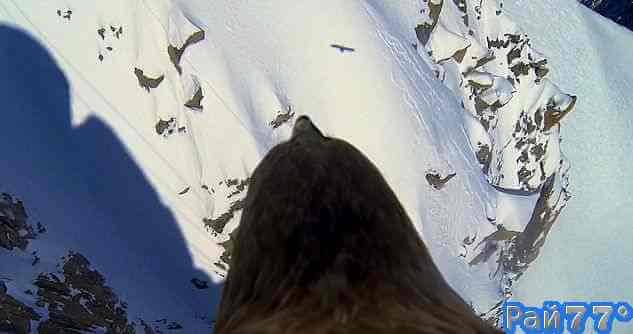 Орёл с видеокамерой пролетел над Альпами