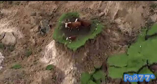Мощное землетрясение отрезало трёх коров от земли и оставило на вершине холма в Новой Зеландии (Видео)