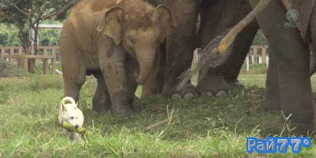 Наглый пёс стащил ужин у слонов в тайском заповеднике (Видео)