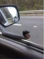 Необычный «пассажир» прокатился на боковом зеркале автомобиля в Австралии 0