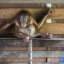 Детёныша орангутанга, просидевшего полгода на цепи и развлекающего детей освободили в Индонезии 1
