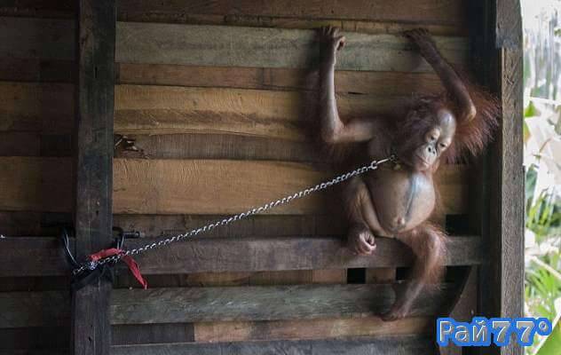 Детёныша орангутанга, просидевшего полгода на цепи и развлекающего детей освободили в Индонезии 0
