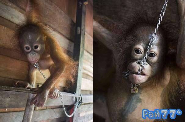 Детёныша орангутанга, просидевшего полгода на цепи и развлекающего детей освободили в Индонезии
