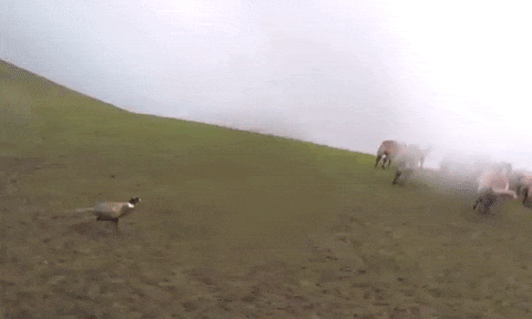 Фазан пасёт овец на ферме в Британии