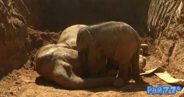 Слонёнок попытался вытащить провалившуюся в канаву слониху (Видео)