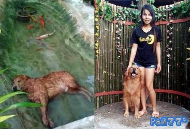Пёс нашёл самое комфортное место и заснул в пруду с рыбками, в Тайланде (Видео)