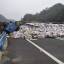 Сотни кур сбежали из грузовика, перевернувшегося на автомагистрали в Китае. 3