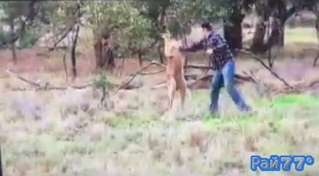 Эпический боксёрский поединок между мужчиной и кенгуру был снят на территории сельской местности в Австралии несколько дней назад.