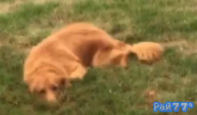 Хитрый пёс был пойман хозяйкой на месте преступления (Видео)