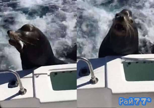 Наглый морской лев запрыгнул в лодку к рыбакам у побережья Калифорнии. (Видео)