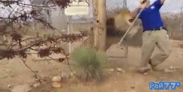 Хранитель американского зоопарка был застигнут врасплох во время экскурсии к вольеру со львом