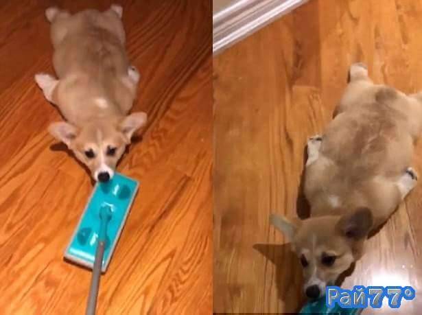 Собака породы Вельш-корги помогла своему хозяину помыть пол в квартире (Забавное видео)