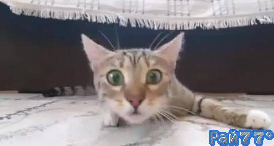 Эмоциональная кошка стала новой звездой интернета (Видео)