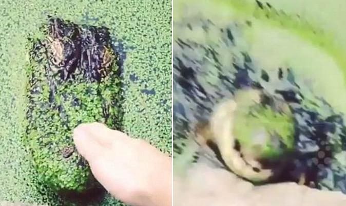 Житель города Лейк-Чарльз (штат Луизиана) решил утолить своё любопытство и погладить крокодила, притаившегося в пруду.
