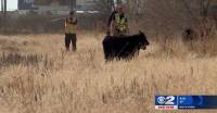 Десятки коров погибли, выпав из перевернувшегося трейлера на эстакаде в США. (Видео) 3