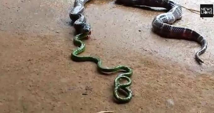 Жадная змея не смогла уползти с проглоченной добычей от индийского змеелова. (Видео)