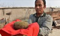 Китайский фермер стал миллионером, обнаружив в теле свиньи целое состояние. (Видео) 0
