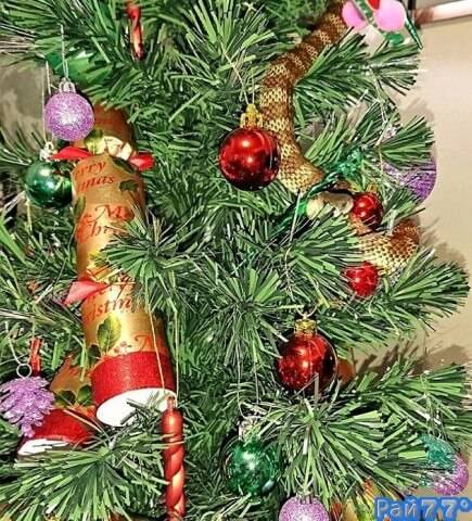 ЭАвстралийка, вернувшись домой обнаружила новое, ядовитое украшение новогодней ёлки.