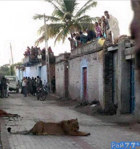 Дикая львица, вынудила жителей индийской деревни спасаться на крышах домов.
