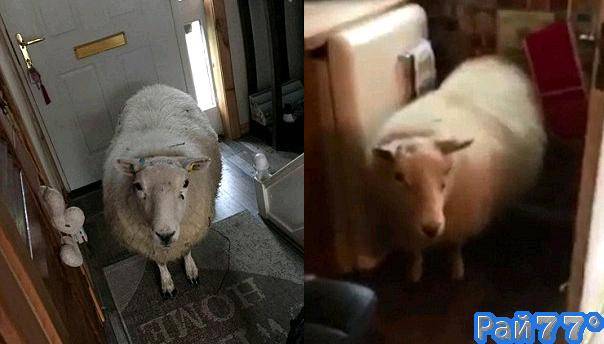 Упрямая овца «скрасила» досуг жителям частного владения в Шотландии. (Видео)