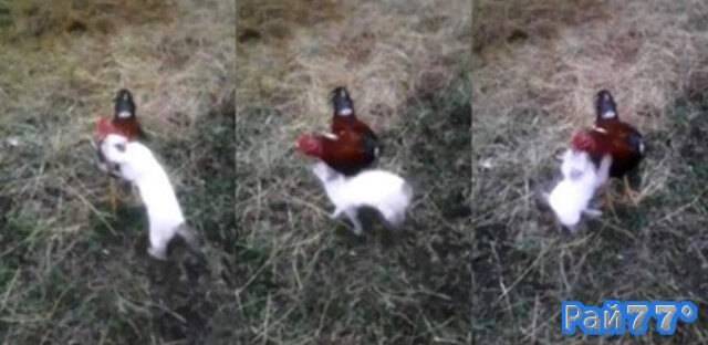 История любви курицы и котёнка покорила интернет. (Видео)