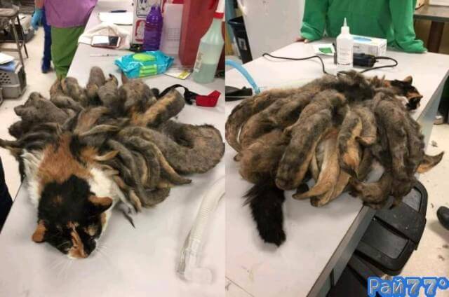 В США обнаружили кота с дредами.