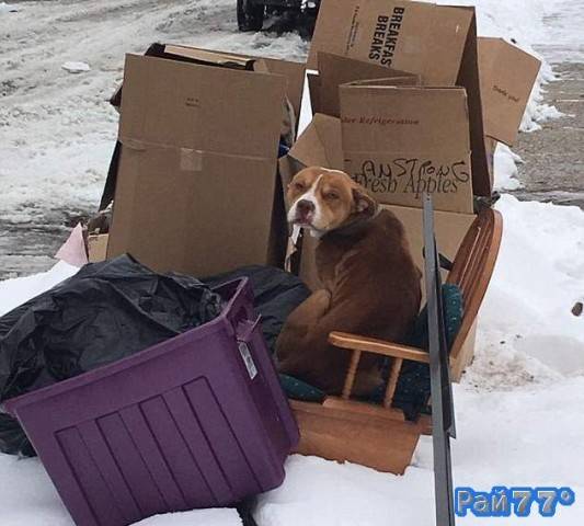 Сотрудники негосударственной компании Detroit Animal Welfare обнаружили брошенного пса, сидящего в сломанном кресле, в груде мусора, оставленного бывшими хозяевами, которые сменили место жительства и уехали из города Детройта (штат Мичиган)