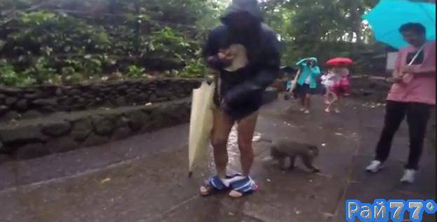 Наглый шимпанзе снял шорты с посетителя заповедника на Бали. (Видео)
