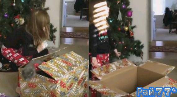 Видеоролик с моментом вручения котёнка в подарочной упаковке трёхлетней девочке, снятый несколько дней назад в Лос - Анджелесе привлёк внимание более 2000000 пользователей.