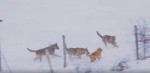 Погоня трёх волков за собакой была запечатлена в Италии (Видео)