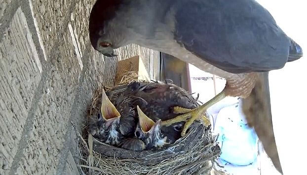 Онлайн камера, установленная над гнездом с птенцами, сняла момент охоты ястреба на беззащитных птиц. (Видео)