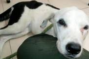 Брошенная собака умерла от тоски, не дождавшись хозяина в аэропорту Колумбии... 2