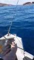 Рыбак случайно поймал акулу у побережья Австралии. (Видео) 0