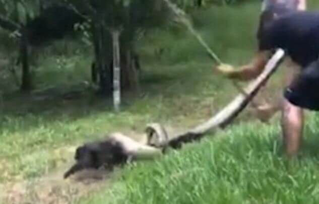 Жители бразильской деревни вытащили собаку из «объятий» анаконды (Видео)