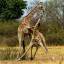 Два жирафа не поделили территорию заповедника в Южной Африке (Видео) 1