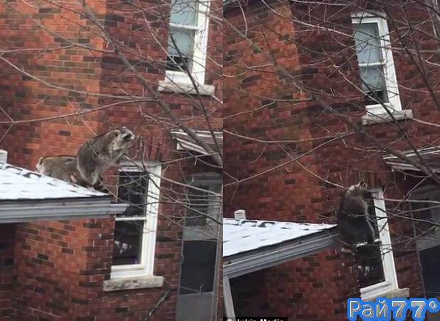 Житель Онтарио, выглянув из окна своей квартиры стал свидетелем забавной картины с участием разжиревшего енота.