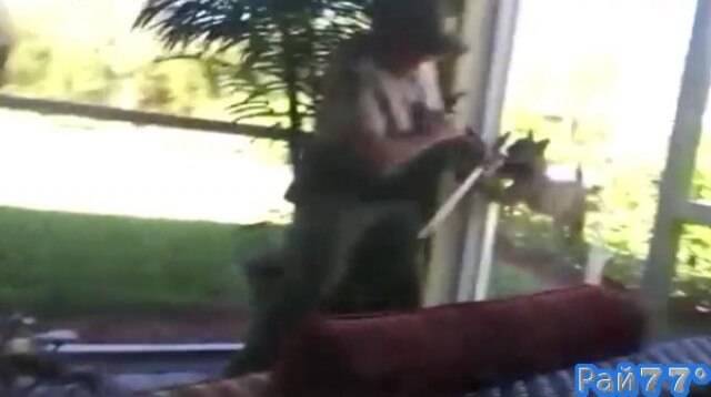 Бешеная рысь устроила драку со спасателем в частном доме, во Флориде. (Видео)