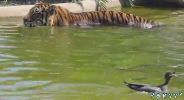 Работники национального заповедника Symbio Wildlife Park, расположенного на окраине Сиднея стали свидетелями необычного противостояния между хозяином вольера - тигром и уткой, забравшейся в бассейн.