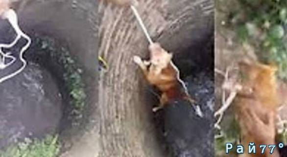 Операция по вызволению собаки, упавшей в глубокий колодец была проведена в Тайланде. (Видео)