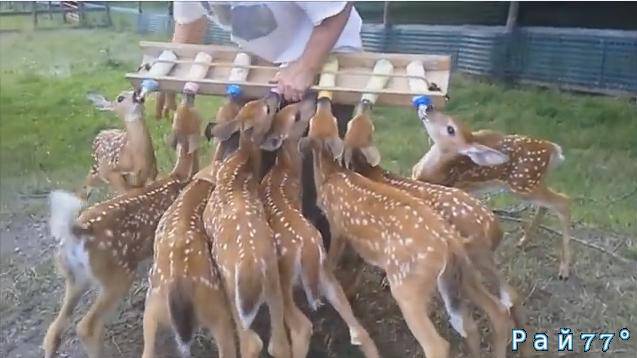 Владелец фермы Nora's Ark, специализирующейся на реабилитации диких животных, расположенной в штате Нью - Йорк, опубликовал в интернете короткий видеоролик, снятый во время приёма пищи оленятами.