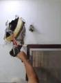 Гигантского питона извлекли из стены дома в Таиланде (Видео) 0