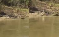 Рыбак снял на видеокамеру крокодила - каннибала в Австралии (Видео)