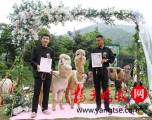 В китайском зоопарке поженили двух альпак (Видео) 2
