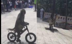 Обезьяна на велосипеде рассмешила посетителей парка развлечений в Тайланде. (Видео)