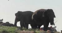 Стадо слонов вынуждено искать пропитание в куче отходов на полигоне в Шри - Ланке 3